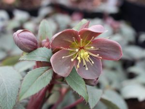 Helleborus x sternii Ashwood Platinum Strain-0