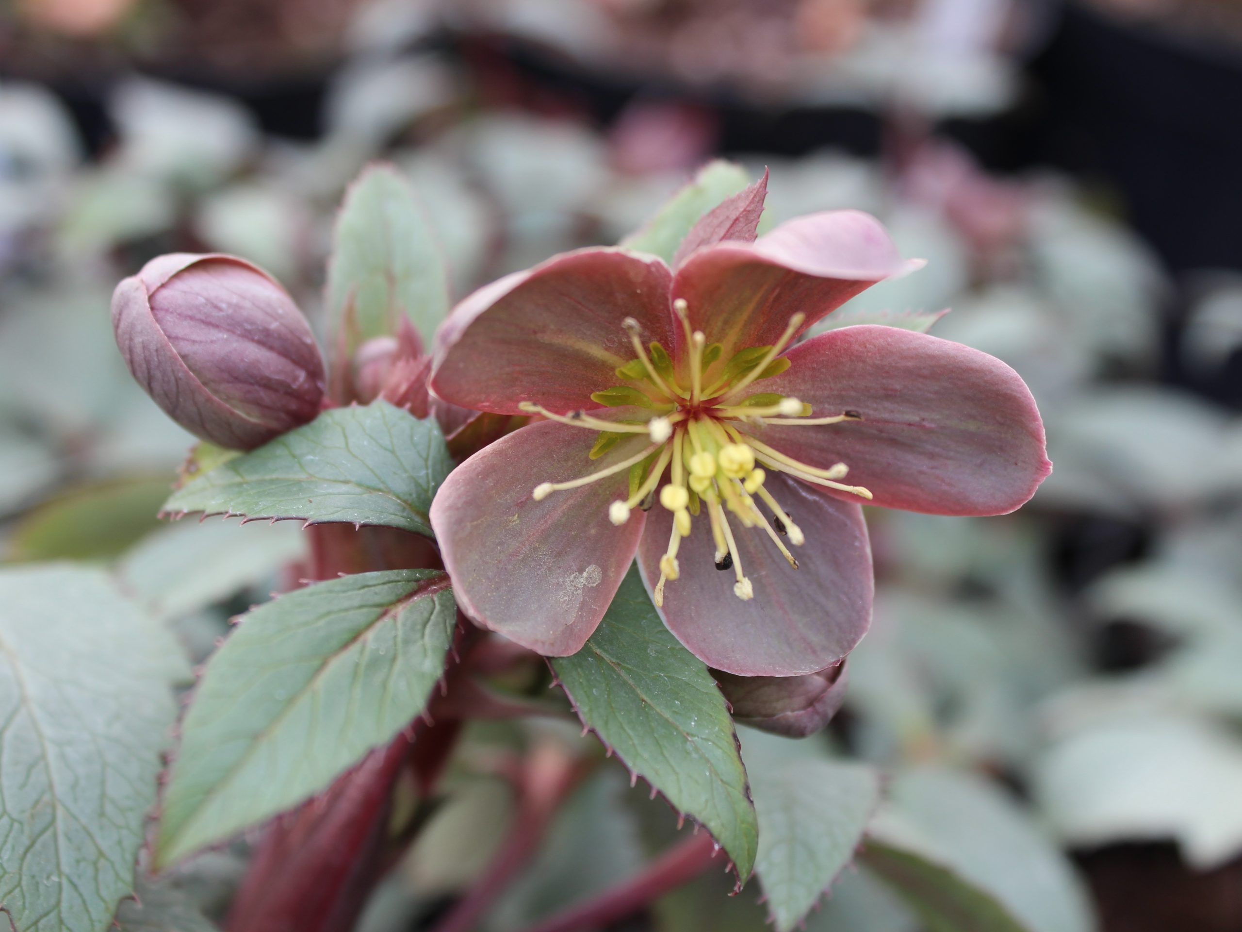 Helleborus x sternii Ashwood Platinum Strain-0