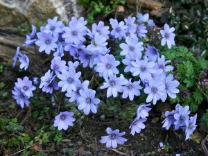 Hepatica transsilvanica ex 'Blumenstadt Erfurt'-0