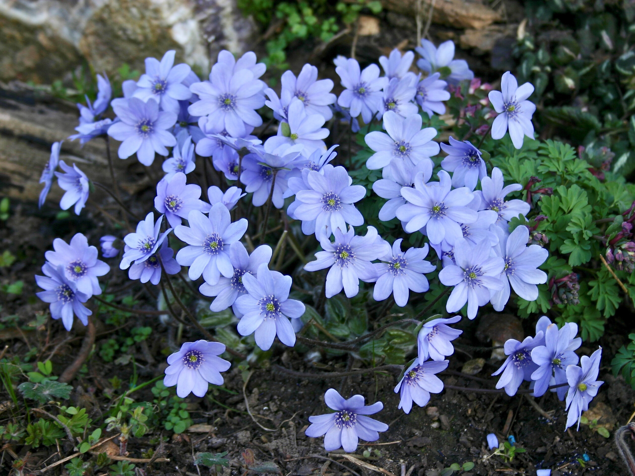 Hepatica transsilvanica ex 'Blumenstadt Erfurt'-0
