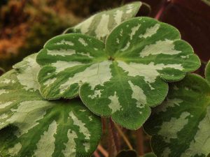 Hepatica yamatutai (Marbled leaf Form)-0