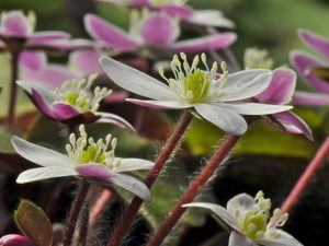 Hepatica yamatutai (deep pink backed flowers)-0