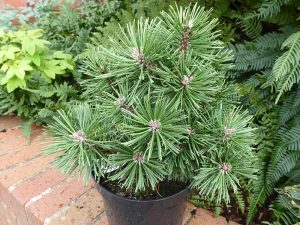 Pinus mugo 'Boris'-0