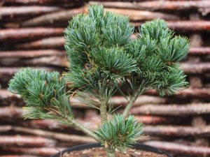 Pinus parviflora 'Hagaromo '-0