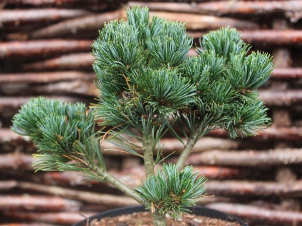 Pinus parviflora 'Hagaromo '-0