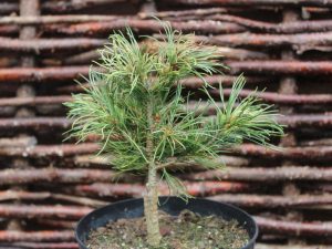 Pinus parviflora 'Tanima-no-yuki'-0
