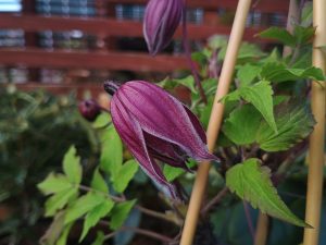 Clematis alpina 'Cragside'