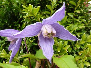 Clematis alpina 'Helsingborg'-0