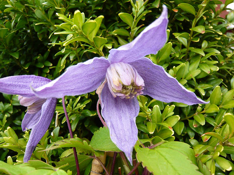 Clematis alpina 'Helsingborg'-0