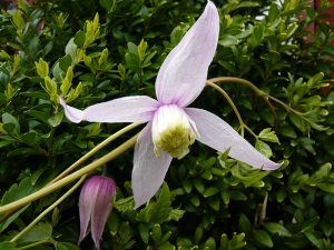 Clematis alpina 'Willy'-0