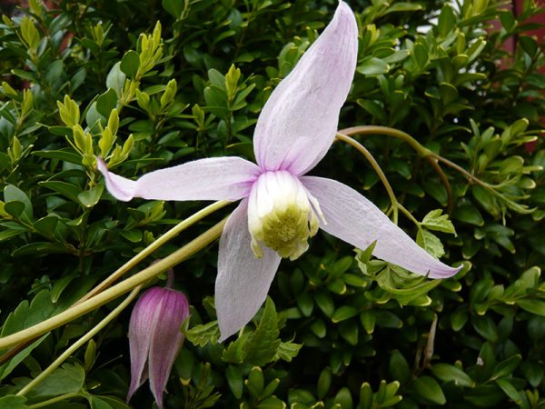 Clematis alpina 'Willy'-0