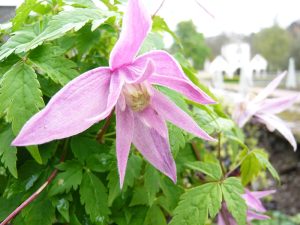 Clematis macropetala 'Markham's Pink'-0