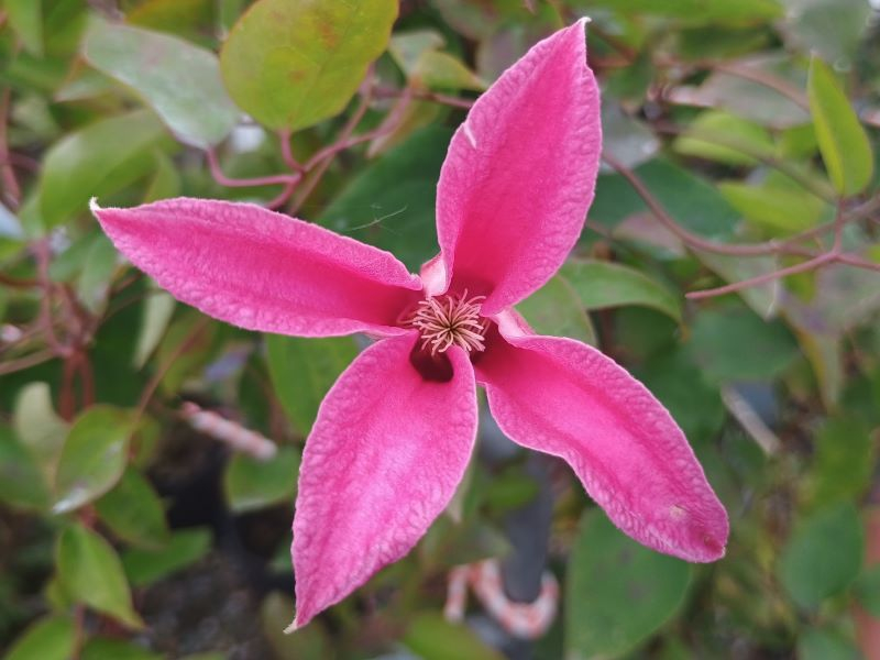 Clematis texensis 'Princess Diana'-24372