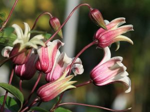 Clematis texensis 'Zoprika' Princess Kate-0