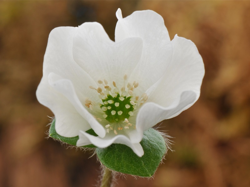 Hepatica x schlyteri 'The Bride'-12727