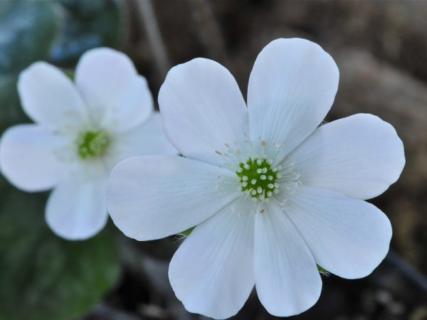Hepatica x schlyteri 'The Bride'-0