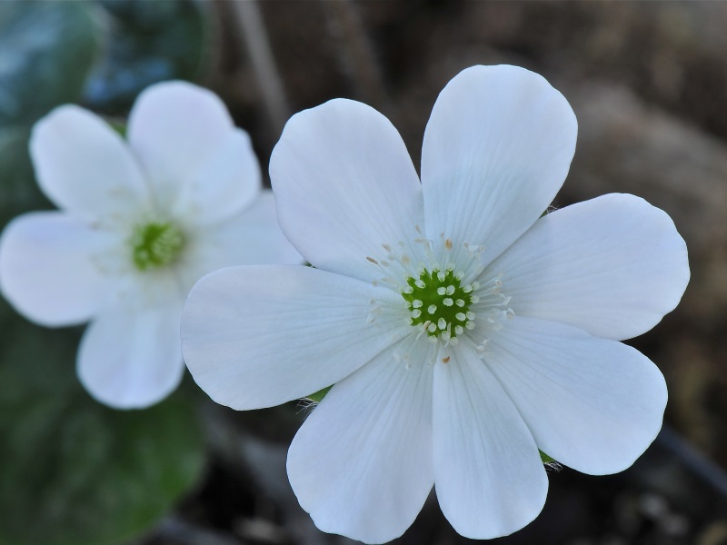 Hepatica x schlyteri 'The Bride'-0