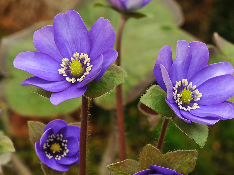 Hepatica x schlyteri 'The Bride' x H. transsilvanica-12869