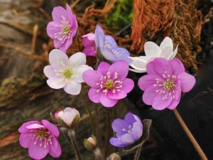 Hepatica x schlyteri F2 (Silver Shadow Group)-0