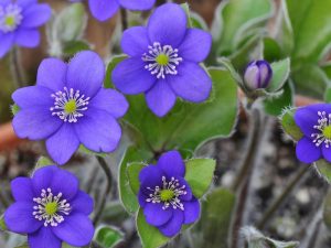 Hepatica x schlyteri Ashwood Blues-0