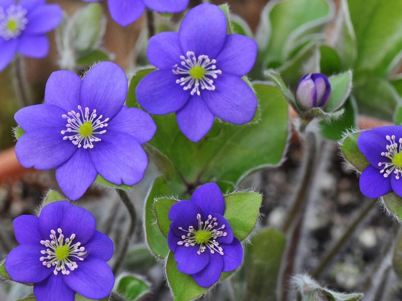Hepatica x schlyteri Ashwood Blues-0