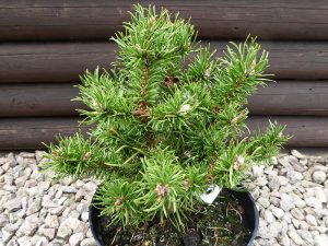 Pinus banksiana 'Schneverdingen'-0