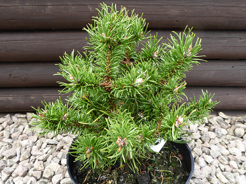 Pinus banksiana 'Schneverdingen'-0