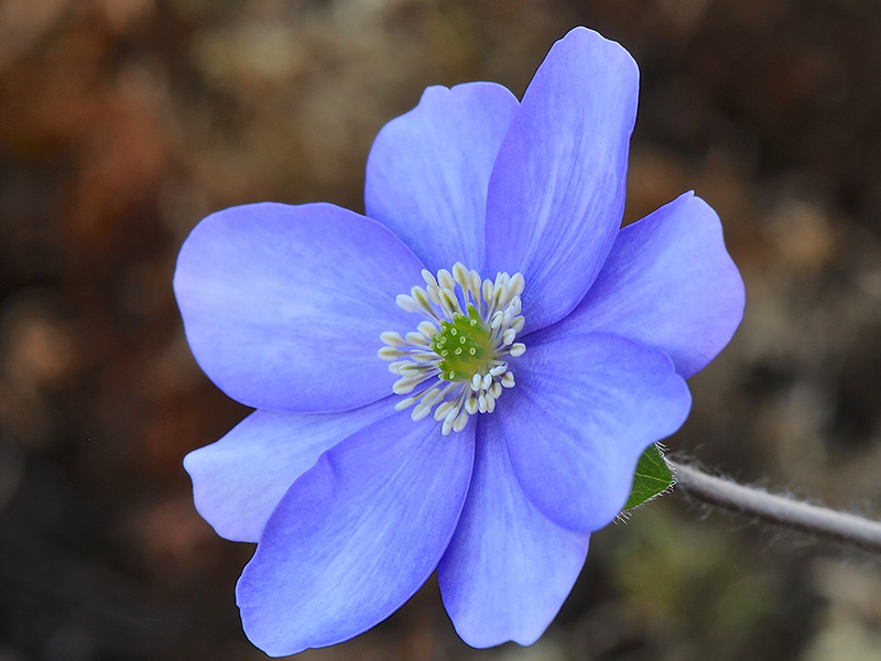 Hepatica x schlyteri 'The Bride' x H. transsilvanica-0