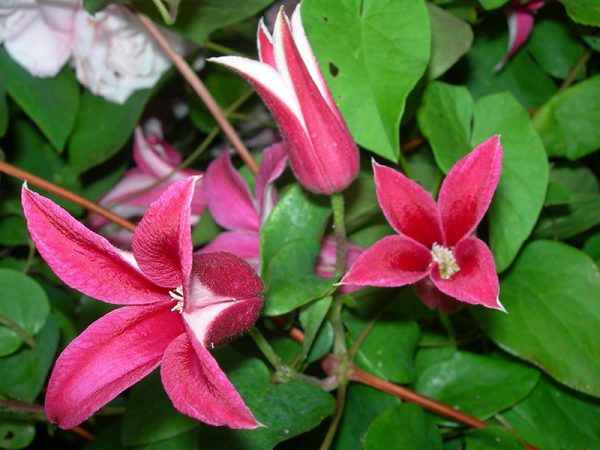 Clematis texensis 'Princess Diana'-0