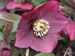 Helleborus x hybridus (Ashwood Garden Hybrids) Single claret shades-0