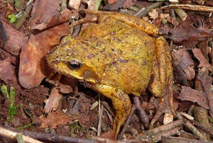 A welcome visitor: the Common Frog