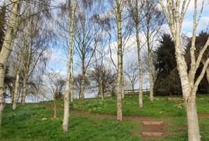Cowslips amongst the birches