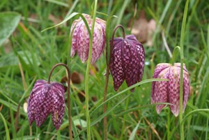 Fritillaria meleagris growing in the grass
