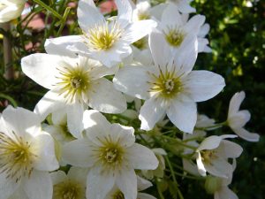 Clematis Joe-0