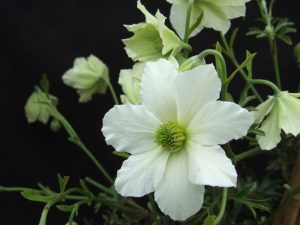 Clematis 'Early Sensation'-0