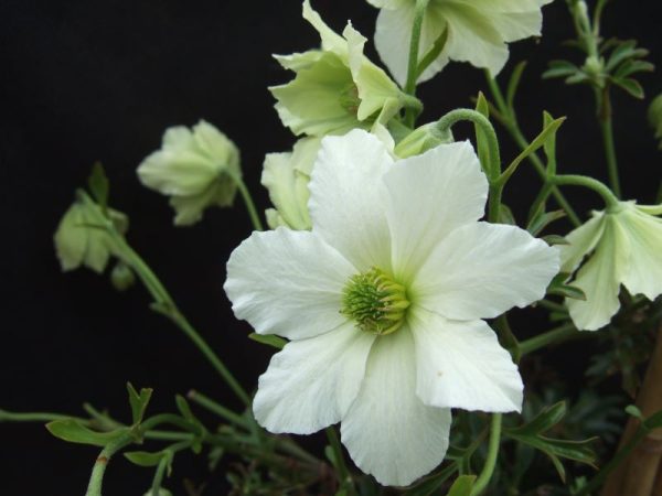 Clematis 'Early Sensation'-0