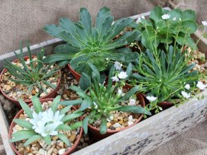 Lewisia Mixed Species Starter Collection of 6 Plants-0