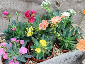 Lewisia cotyledon Ashwood Strain Mixed Collection of 6 Plants-0