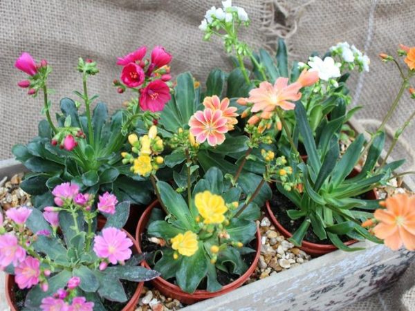 Lewisia cotyledon Ashwood Strain Mixed Collection of 6 Plants-0