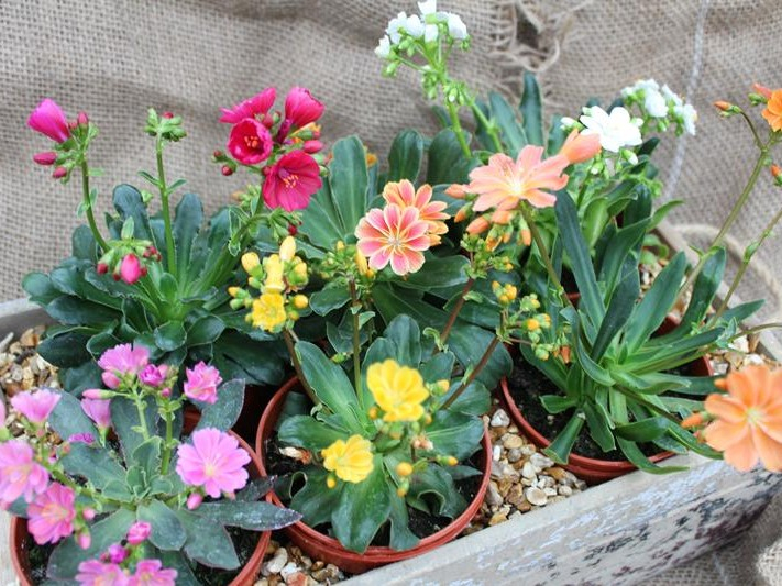 Lewisia cotyledon Ashwood Strain Mixed Collection of 6 Plants-0