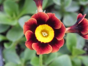 Primula auricula 'Arley'-0