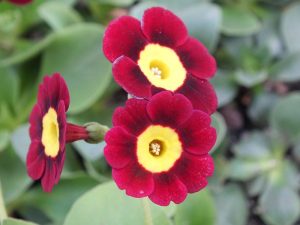 Primula auricula 'Bewdley'-0