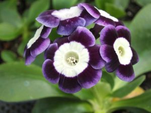 Primula auricula 'Bridgnorth'-0