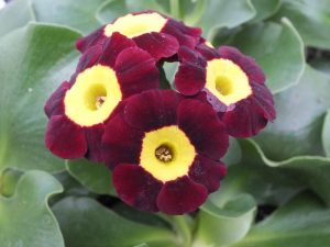 Primula auricula 'Kidderminster'-0