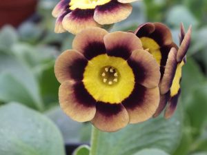 Primula auricula 'Lee Paul'-0