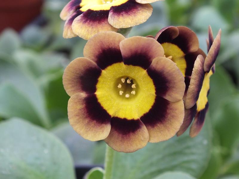 Primula auricula 'Lee Paul'-0