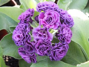 Primula auricula 'Lincoln Fair'-0