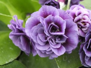Primula auricula 'Miss Bluey'-0