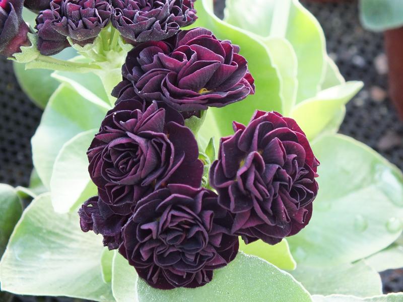 Primula auricula 'New York Ruby'-8826