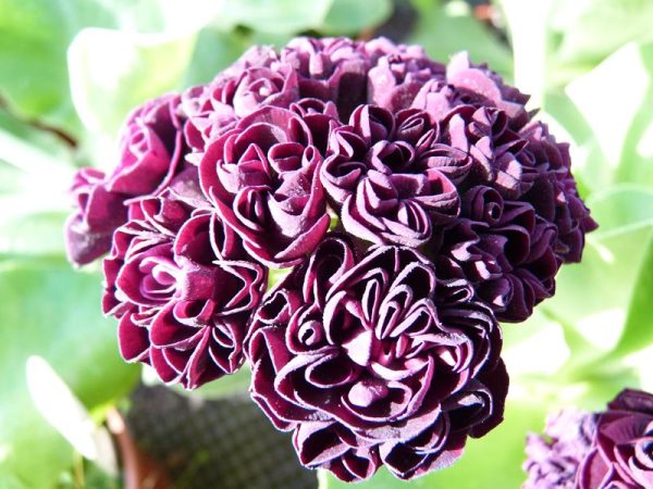 Primula auricula 'New York Ruby'-0